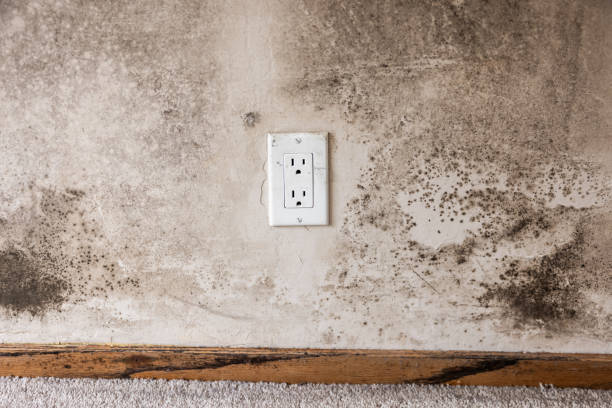 Best Dehumidification Services  in Nixon, PA